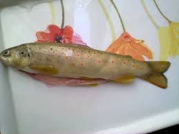 رشد ماهی قزل آلا خال قرمز در ایران