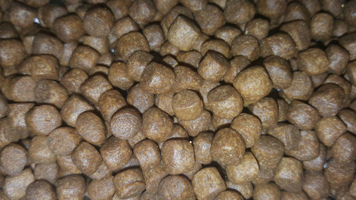 خرید عمده انواع غذای ماهی قزل آلا