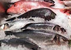 فروش انواع ماهی قزل آلا منجمد