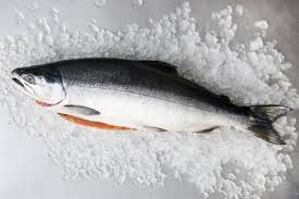 ماهی سالمون نروژی