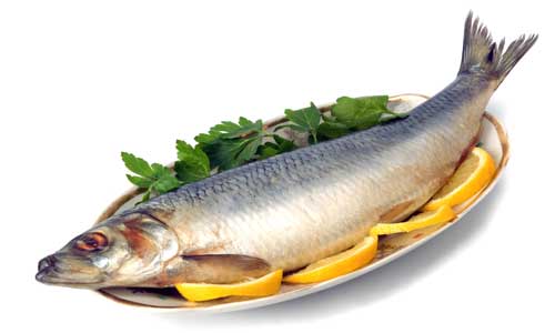 انواع ماهی قزل آلا در ایران